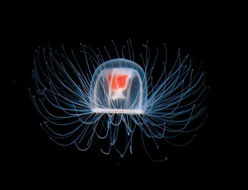 immortal-jellyfish-turritopsis-nutricula-1-340567872